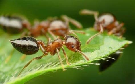 山楂树 家裡突然出現小螞蟻